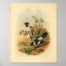 Search for black and white antique bird posters Tree