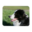 Recherche de fixation magnets Border collie