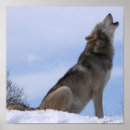 Recherche de canidae Loup