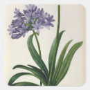 Search for pierre joseph redoute stickers Illustration