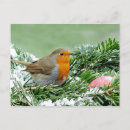 Search for european robin postcards Snow