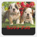Search for english bulldog stickers Puppies