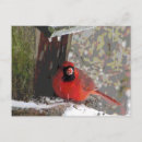 Search for feeder postcards Birdwatching
