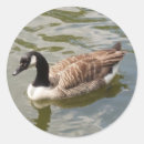 Search for duck photo stickers Photography