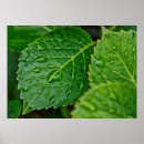 Search for drop leafs posters Wet