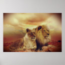 Search for lion and lioness posters Big cat