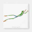 Recherche de blooded magnets Amphibie
