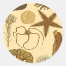 Search for algae stickers Starfish