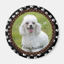Recherche de le caniche standard magnets Chien