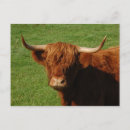 Search for highland cattle postcards Nature