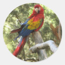 Search for macaw parrot stickers Animal