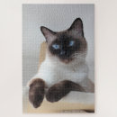 Search for siamese cat puzzles Feline