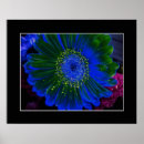 Search for dahlia flower posters Photography