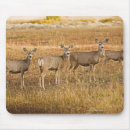 Search for mule deer mousepads Nature