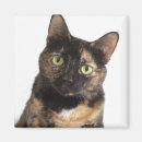 Search for tortoiseshell magnets Kitty