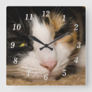 Search for cat face clocks Photography