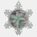 Search for succulents ornaments Plants