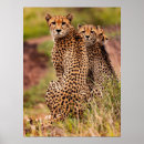 Recherche de cheetah posters Décoration