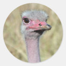 Recherche de autruche autocollants Animal