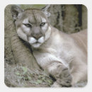 Search for cougar stickers Endangered