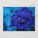 Search for dew drops postcards Flower