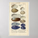 Search for clam shell art Ocean
