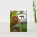 Search for pitchers cards Carnivorous plants