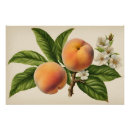 Recherche de fleurs pêche posters Pour tous