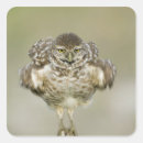 Search for burrow stickers Burrowing owl