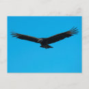 Search for black vulture postcards Wildlife