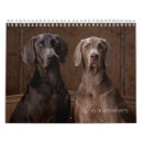 Search for weimaraner Pets