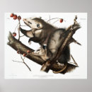 Recherche de opossum posters Animaux