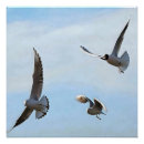 Search for gull posters Nature