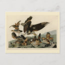 Recherche de perdrix cartes postales Illustration