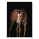 Recherche de poulain de cheval posters Ferme