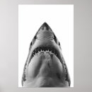 Search for shark posters Great white shark