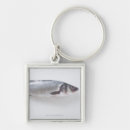Search for life key photography Animal