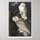 Search for audubon birds posters John james audubon
