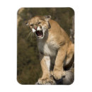 Recherche de mcdonald magnete Gros chat