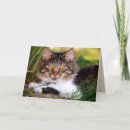 Search for pussycat cards Animal