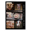 Search for hogs cards Pig
