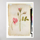 Recherche de moyne posters Botanique