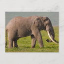 Search for conserves postcards Africa