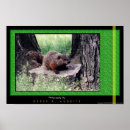Search for hogs photography Cute
