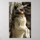 Search for two wolves posters Nature