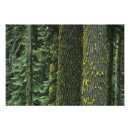 Search for forestry posters Bark