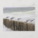 Search for seagull postcards Postcrossing