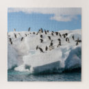 Search for penguin puzzles Landscape