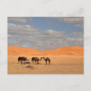 Recherche de chameau dromadaire cartes postales Maroc