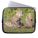 Search for tanzania cases Environment